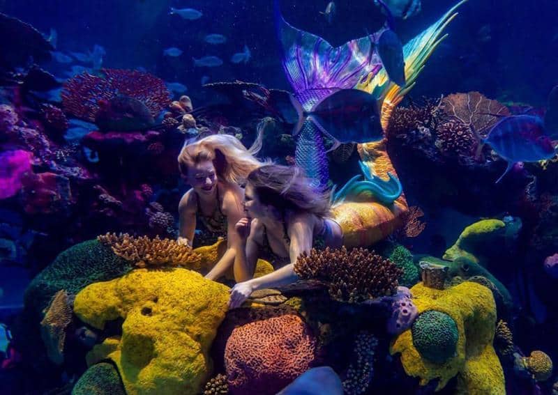 Aquarium Mermaid Show 1