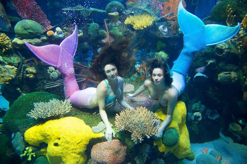 Aquarium Mermaid Show 1