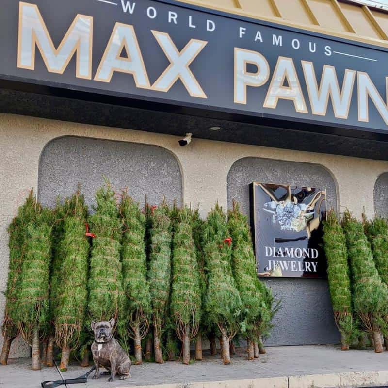 Max Pawn 1