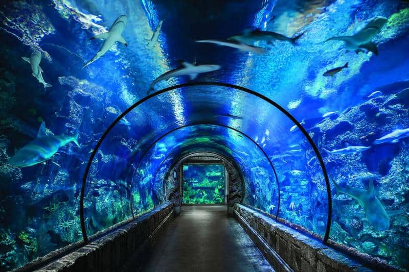 Mata Influencia Comida sana 6 Best Aquariums in Las Vegas (2023 Update)